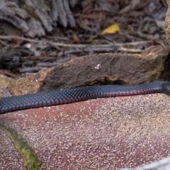 Pseudechis porphyriacus (Red-bellied Black Snake) at Penrose - 5 Feb 2019 by Aussiegall