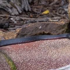 Pseudechis porphyriacus (Red-bellied Black Snake) at Penrose - 6 Feb 2019 by Aussiegall