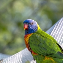 Trichoglossus moluccanus (Rainbow Lorikeet) at Penrose, NSW - 18 Feb 2019 by Aussiegall