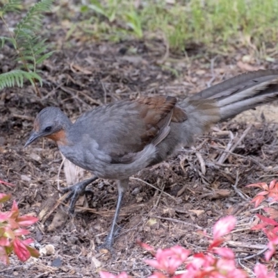 Menura novaehollandiae (Superb Lyrebird) at Penrose - 20 May 2019 by Aussiegall