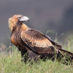 Aquila audax (Wedge-tailed Eagle) at Paddys River, ACT - 9 Apr 2016 by TimL