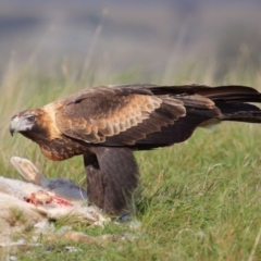 Aquila audax at Paddys River, ACT - 9 Apr 2016