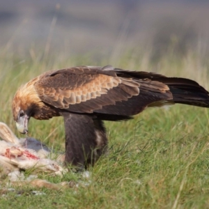 Aquila audax at Paddys River, ACT - 9 Apr 2016