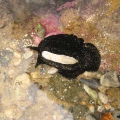 Scutus antipodes (Elephant Snail) at The Blue Pool, Bermagui - 8 Jan 2012 by CarB