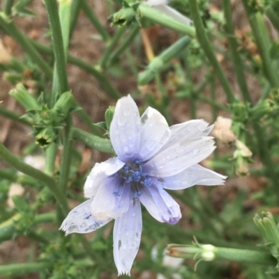 Cichorium intybus (Chicory) at McKellar, ACT - 9 Feb 2020 by JaneR