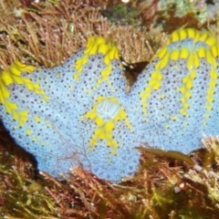 Botrylloides anceps (previously Botrylloides magnicoecum) at Wallaga Lake, NSW - 8 Jan 2012 by CarB