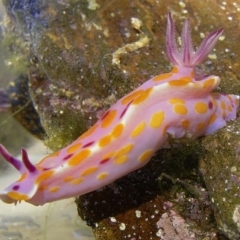 Ceratosoma amoenum (Clown Nudibranch) at The Blue Pool, Bermagui - 1 Apr 2004 by CarB