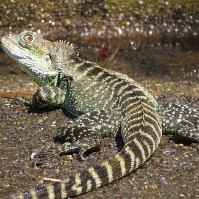 Intellagama lesueurii howittii (Gippsland Water Dragon) at ANBG - 5 Feb 2020 by roymcd