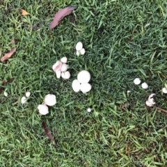 Agaricus sp. (Agaricus) at Cunjurong Point, NSW - 10 Feb 2020 by Tanya