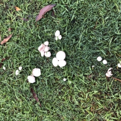 Agaricus sp. (Agaricus) at Cunjurong Point, NSW - 9 Feb 2020 by Tanya