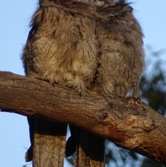 Podargus strigoides (Tawny Frogmouth) at Red Hill, ACT - 29 Jan 2020 by roymcd