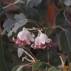 Brachychiton populneus subsp. populneus at Tennent, ACT - 15 Dec 2019