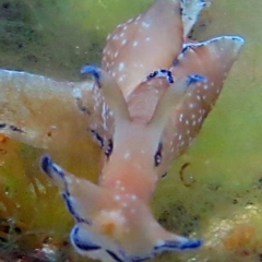 Aplysia parvula at The Blue Pool, Bermagui - 13 Apr 2013 by CarB