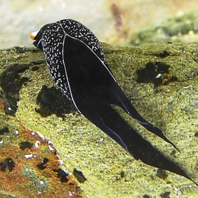 Unidentified Sea Slug, Sea Hare or Bubble Shell at The Blue Pool, Bermagui - 16 Mar 2004 by CarB