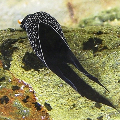 Unidentified Sea Slug / Sea Hare / Bubble Shell at The Blue Pool, Bermagui - 16 Mar 2004 by CarB