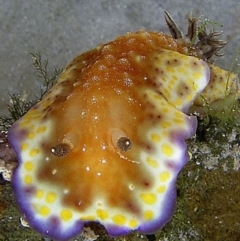 Unverified Sea Slug, Sea Hare or Bubble Shell at The Blue Pool, Bermagui - 8 Sep 2013 by CarB