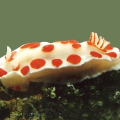 Chromodoris tasmaniensis at The Blue Pool, Bermagui - 30 Mar 2012 by CarB