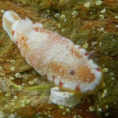 Chromodoris tinctoria at The Blue Pool, Bermagui - 8 Mar 2008 by CarB