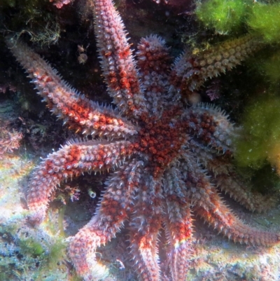 Coscinasterias muricata (Eleven-armed Seastar) at The Blue Pool, Bermagui - 6 Apr 2013 by CarB