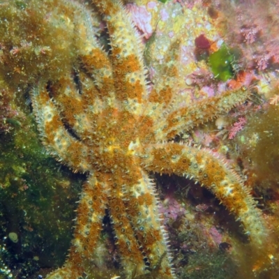 Coscinasterias muricata (Eleven-armed Seastar) at The Blue Pool, Bermagui - 9 Mar 2013 by CarB