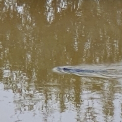 Ornithorhynchus anatinus (Platypus) at Burradoo, NSW - 9 Feb 2020 by JJR