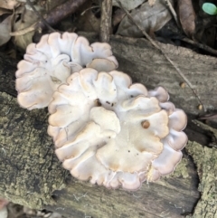 Cymatoderma elegans (Leathery Goblet) at Wattamolla, NSW - 9 Feb 2020 by WattaWanderer