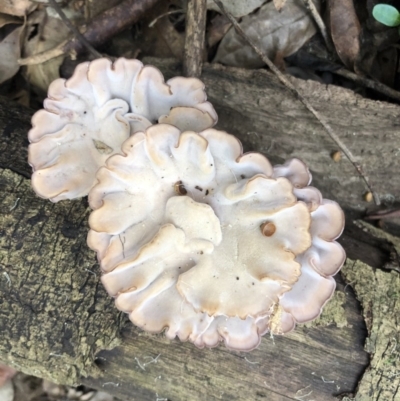 Cymatoderma elegans (Leathery Goblet) at Wattamolla, NSW - 9 Feb 2020 by WattaWanderer