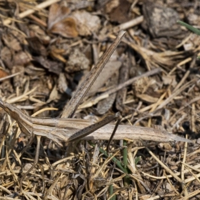 Acrida conica (Giant green slantface) at Googong, NSW - 4 Feb 2020 by WHall