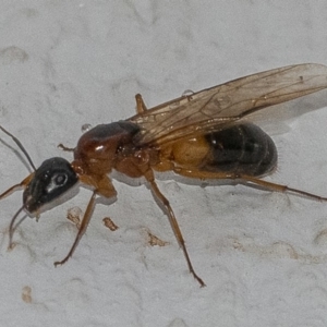 Camponotus consobrinus at Googong, NSW - 25 Jan 2020