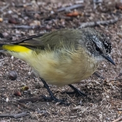 Acanthiza chrysorrhoa (Yellow-rumped Thornbill) at Googong, NSW - 8 Feb 2020 by WHall