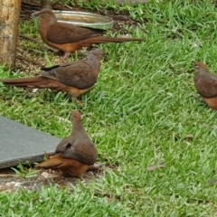 Macropygia phasianella (Brown Cuckoo-dove) at - 10 Feb 2020 by Paul H