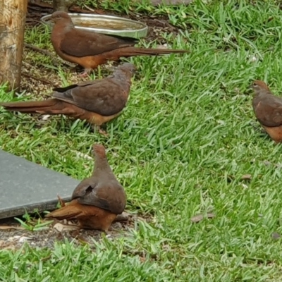 Macropygia phasianella (Brown Cuckoo-dove) at - 10 Feb 2020 by Paul H