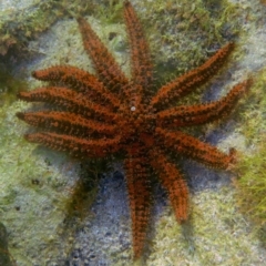 Coscinasterias muricata (Eleven-armed Seastar) at The Blue Pool, Bermagui - 24 Jan 2013 by CarB