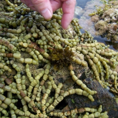 Unverified Marine Invertebrate at The Blue Pool, Bermagui - 8 Jan 2012 by CarB
