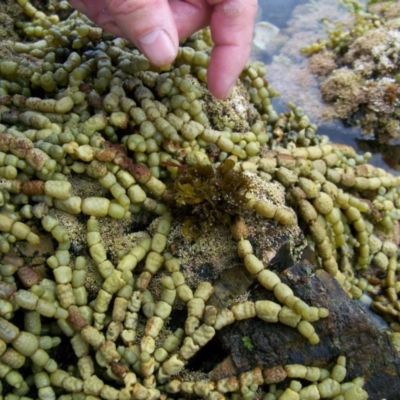 Unidentified Marine Invertebrate at The Blue Pool, Bermagui - 8 Jan 2012 by CarB