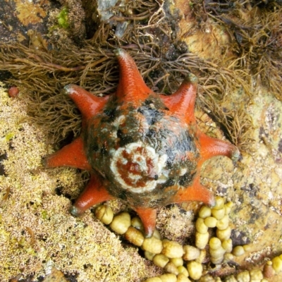 Meridiastra calcar (Eight arm Seastar) at  - 8 Jan 2012 by CarB