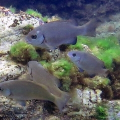 Girella elevata (Rock Blackfish) at The Blue Pool, Bermagui - 9 Mar 2013 by CarB