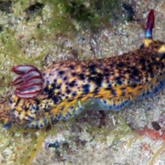 Hypselodoris obscura (Hypselodoris obscura) at The Blue Pool, Bermagui - 13 Apr 2013 by CarB