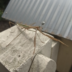 Tenodera australasiae (Purple-winged mantid) at Moss Vale, NSW - 10 Feb 2020 by Margot