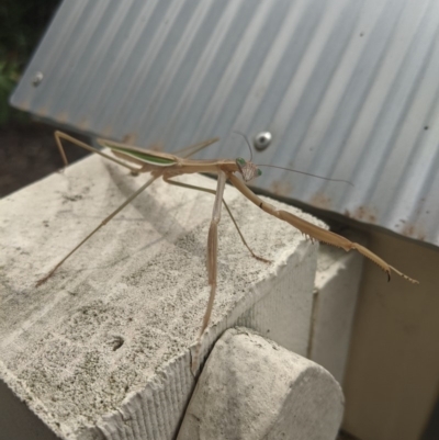 Tenodera australasiae (Purple-winged mantid) at Moss Vale, NSW - 10 Feb 2020 by Margot