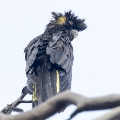 Zanda funerea (Yellow-tailed Black-Cockatoo) at Higgins, ACT - 10 Feb 2020 by AlisonMilton