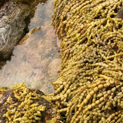 Hormosira banksii (Neptune's Necklace) at The Blue Pool, Bermagui - 8 Jan 2012 by CarB