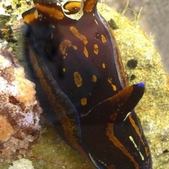 Unidentified Sea Slug, Sea Hare or Bubble Shell at The Blue Pool, Bermagui - 10 Mar 2004 by CarB