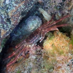 Plagusia chabrus (Red Bait Crab) at The Blue Pool, Bermagui - 7 Mar 2013 by CarB