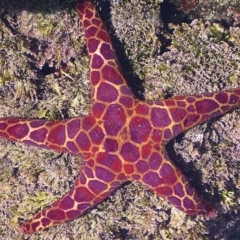 Plectaster decanus (Seastar) at The Blue Pool, Bermagui - 8 Sep 2013 by CarB