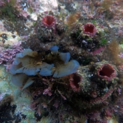 Pyura stolonifera (Cunjevoi) at The Blue Pool, Bermagui - 8 Apr 2013 by CarB