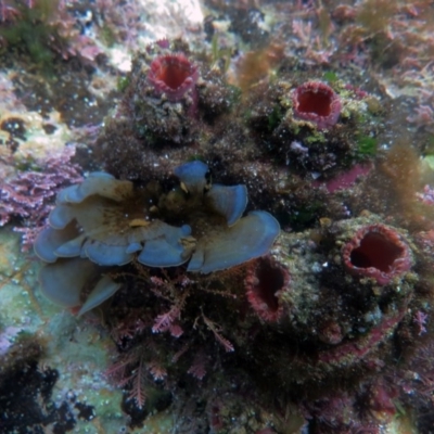 Pyura stolonifera (Cunjevoi) at The Blue Pool, Bermagui - 8 Apr 2013 by CarB