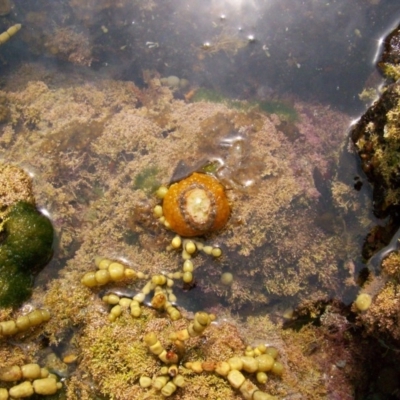 Umbraculum umbraculum (Atlantic Umbrella Slug) at The Blue Pool, Bermagui - 8 Jan 2012 by CarB