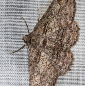 Cleora displicata at Paddys River, ACT - 11 Nov 2018 08:27 PM