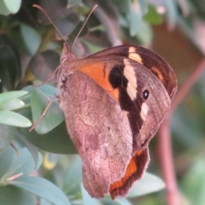 Heteronympha merope at Flynn, ACT - 10 Feb 2020